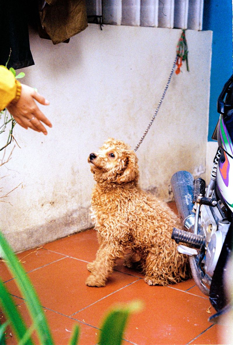 11 dogs that allergy-conscious owners frequently put at the top of their lists 2 Poodle