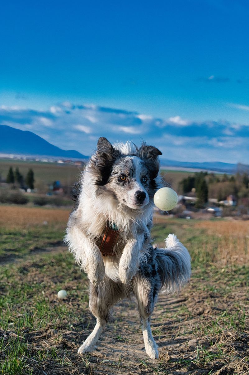 One look at these 13 dogs and you know they weren't built for sitting around 2 Border Collie