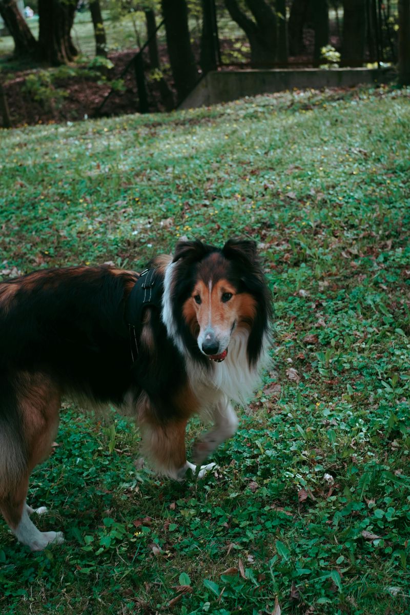Collie