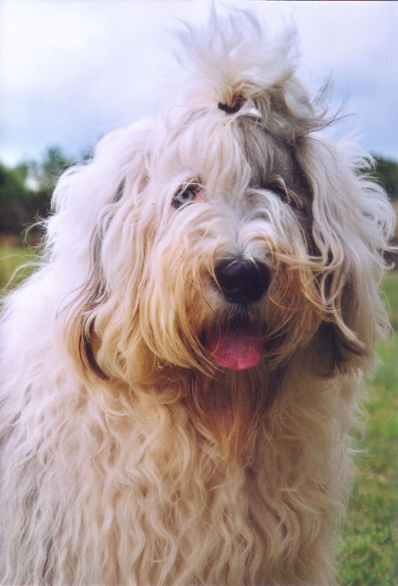 17 Extra-Fluffy Dog Breeds That Look Like Walking Clouds 8 Old English Sheepdog