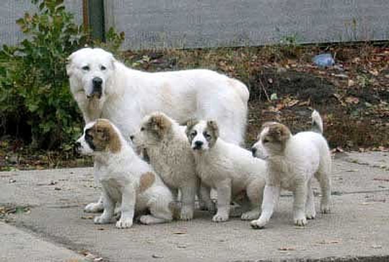 12 powerhouse dog breeds that can overwhelm unprepared owners fast 9 Central Asian Shepherd