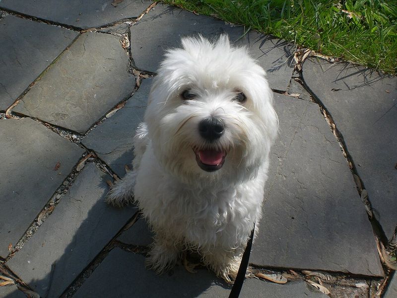 Coton de Tulear
