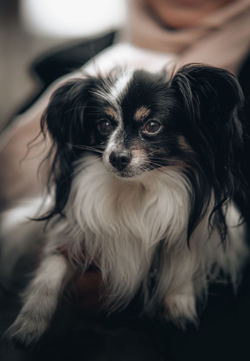 New surroundings rarely stop these adaptable dog breeds from finding their footing 6 Papillon