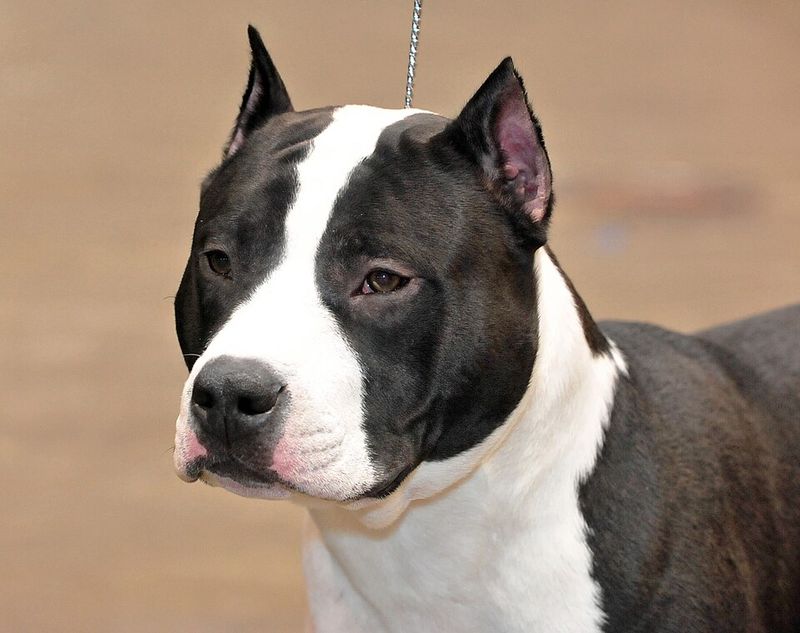 19 Dog Breeds Restricted or Banned Around the World 2 American Staffordshire Terrier