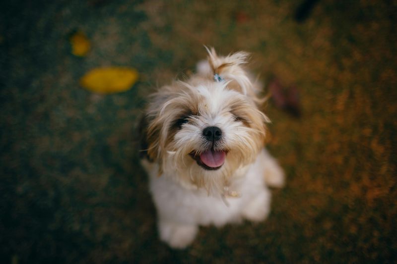 17 Dog Breeds That Stay Delightfully Tiny and Puppy-Like Forever 8 Shih Tzu