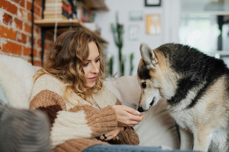 15 Quiet and Remarkably Subtle Ways Dogs Watch Over and Care for Their Humans 10 Following you from room to room to ensure safety