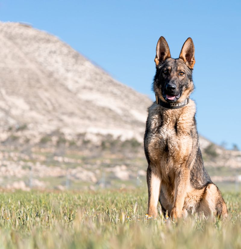 Belgian Malinois