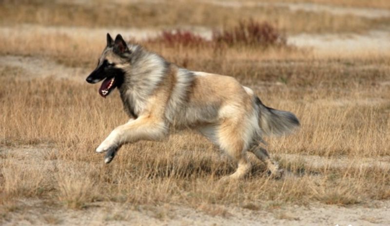 These companions often assess new situations before taking action 12 Belgian Tervuren