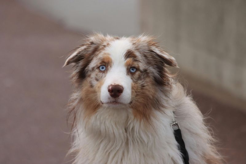 13 dogs that flourish in warm weather - and 3 that adapt better than most people expect 16 Australian Shepherd