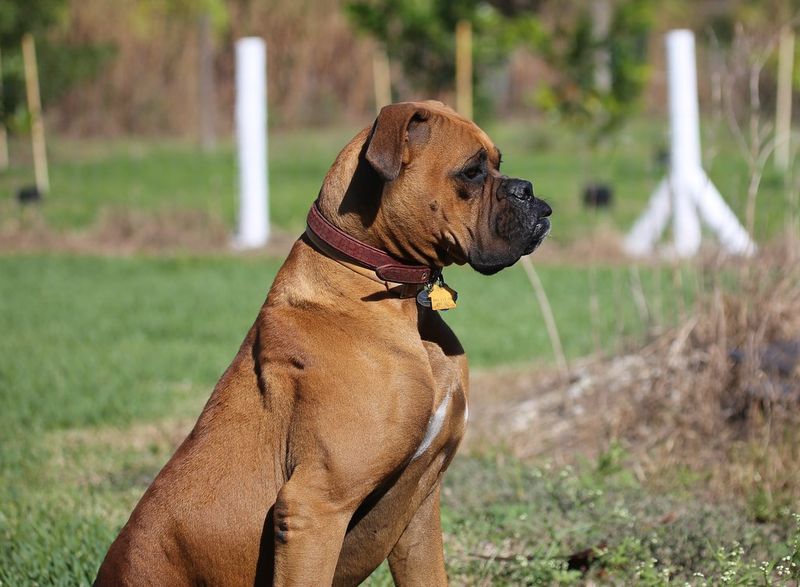 11 Dog Breeds Known for Their Truly Impressive Muscular Builds 5 Boxer