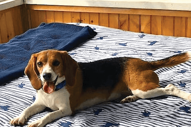 14 ultra-social dog breeds that act like everyone is their best friend 4 Beagle