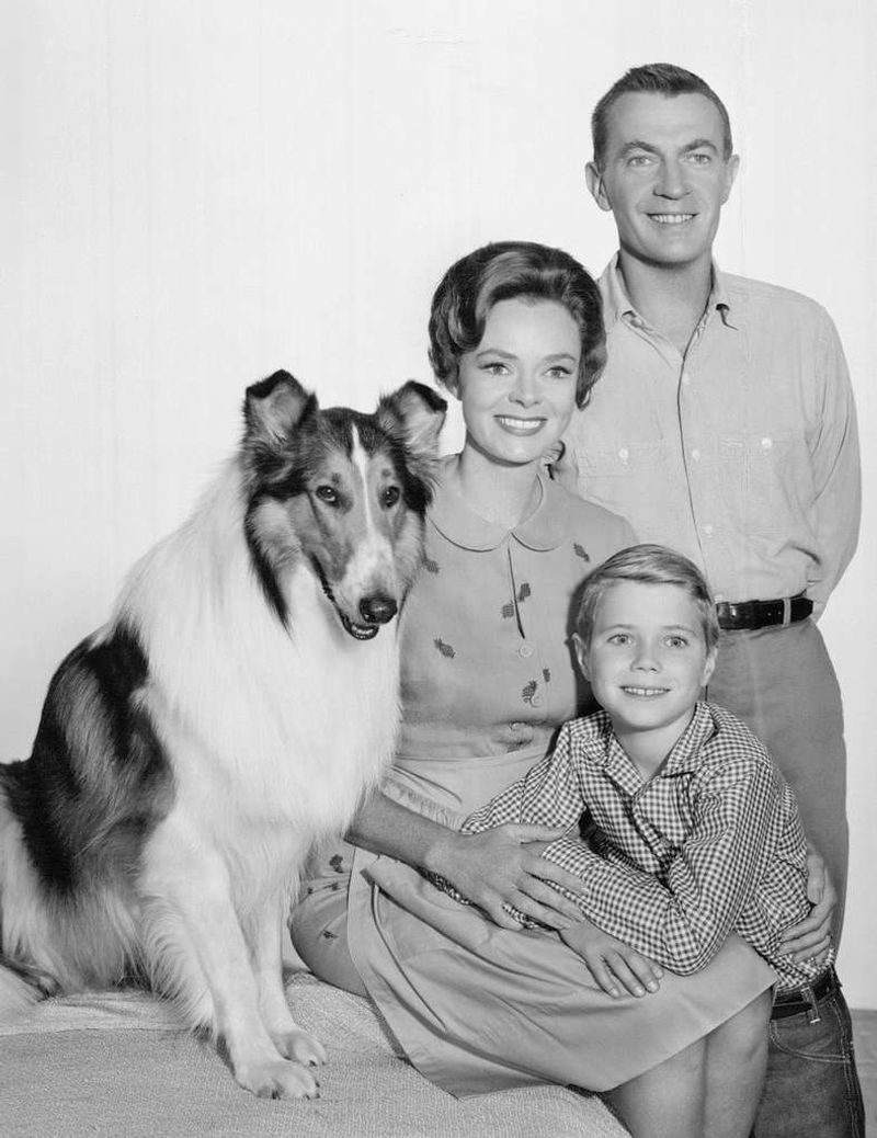 20 Famous Dogs Remembered for Bravery, Loyalty, and Service 9 Lassie