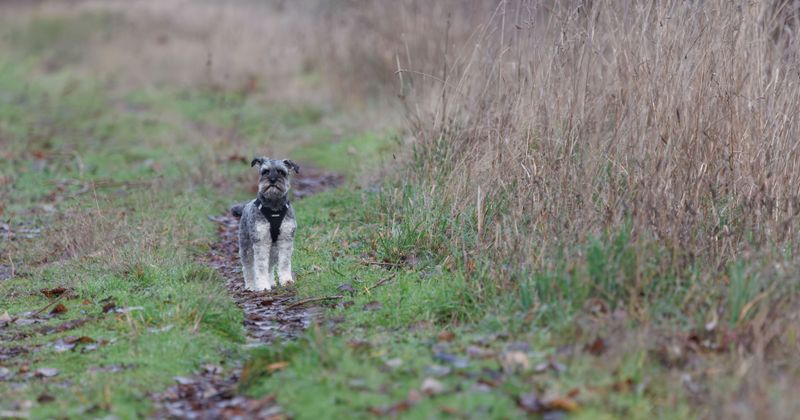 Miniature Schnauzer