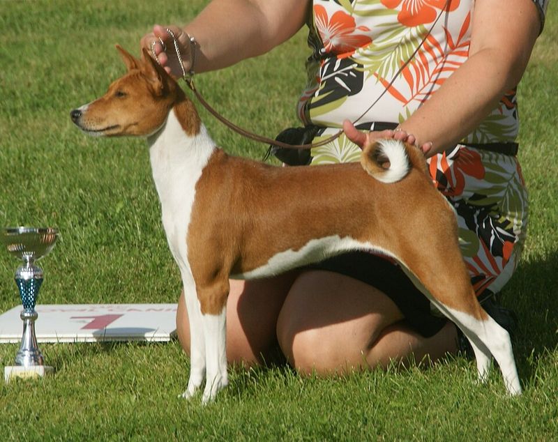 The “Dog Doesn’t Like Kids” Debate Is Trending - 10 Breeds Owners Mention in Boundary Threads 6 Basenji