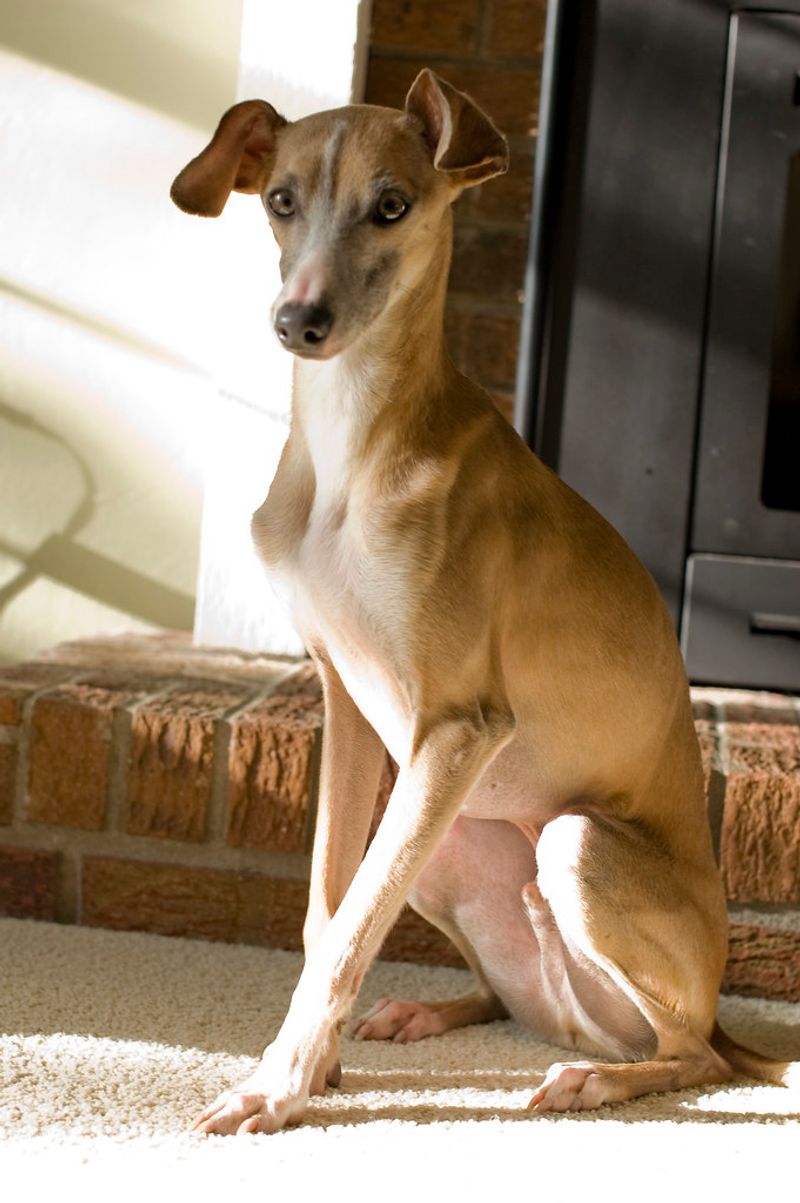 Italian Greyhound