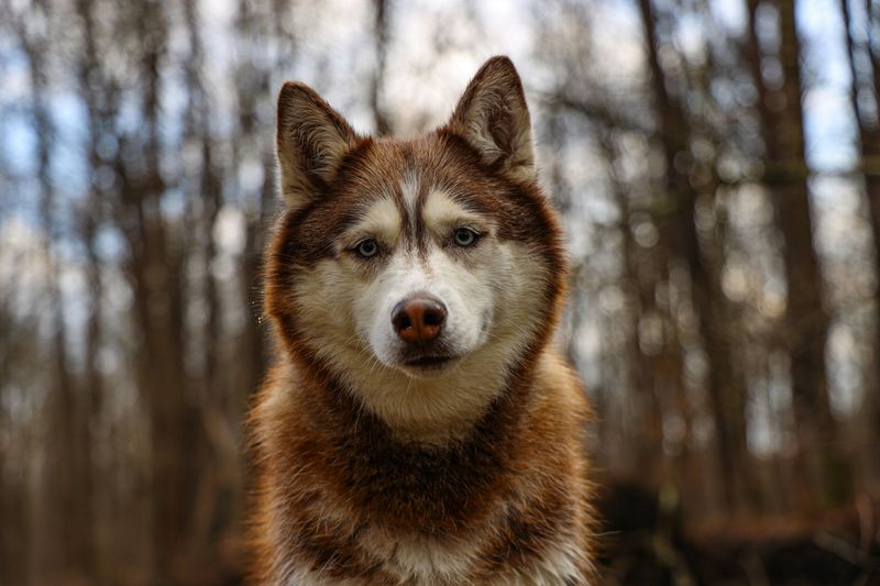 Siberian Husky