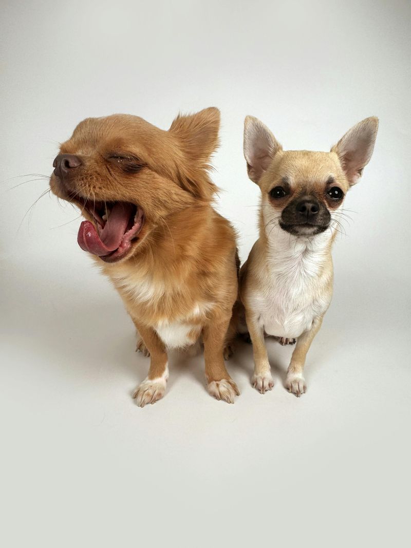 13 tiny companion dogs people instantly fall emotionally attached to 7 Chihuahua