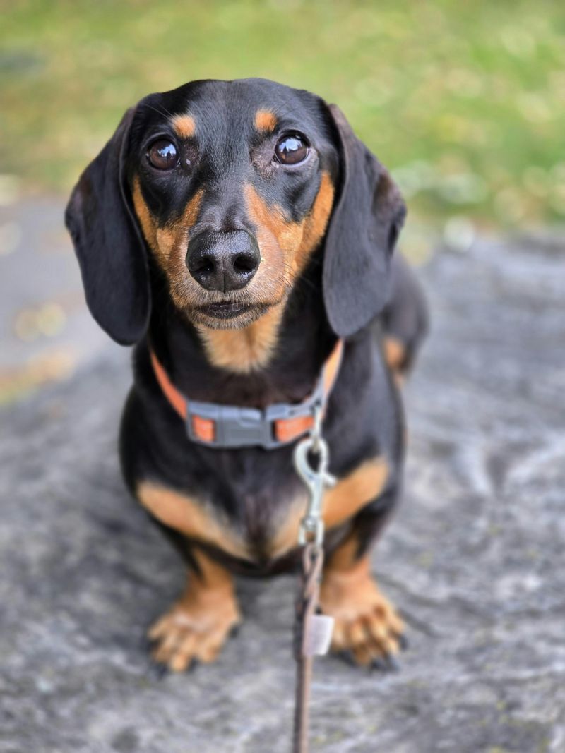 Dachshund