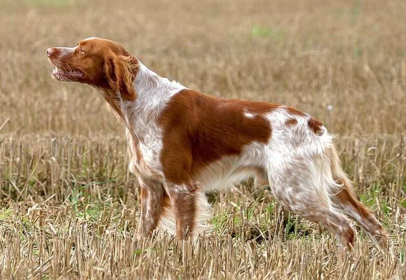 Calm beside your leg, different once released – these 11 dog breeds can surprise owners 10 Brittany - sunrise starter, sunset snuggler