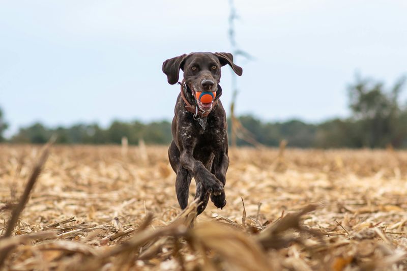 15 Dog Breeds That Are Dominating America’s Popularity Charts Right Now 11 German Shorthaired Pointer