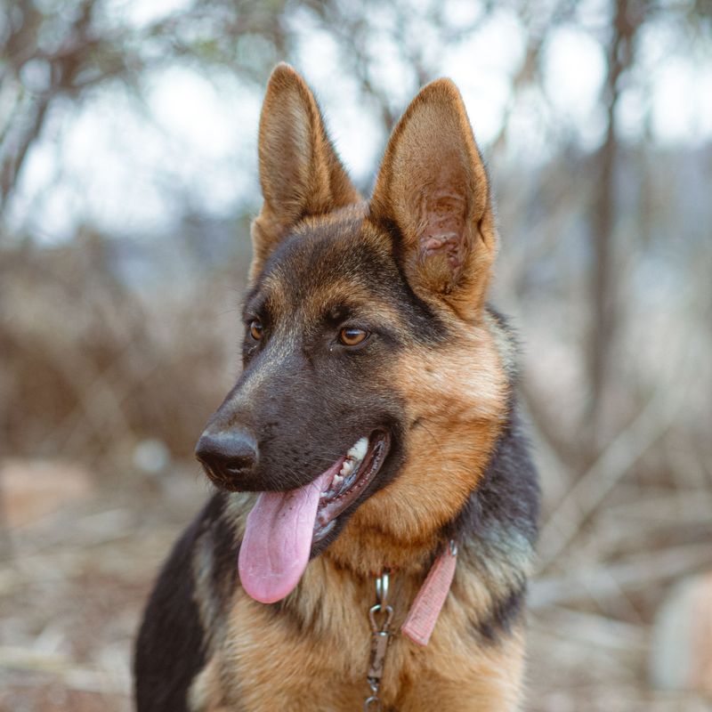 For these dog breeds, staying nearby isn't a habit - it's how they maintain connection 4 German Shepherd