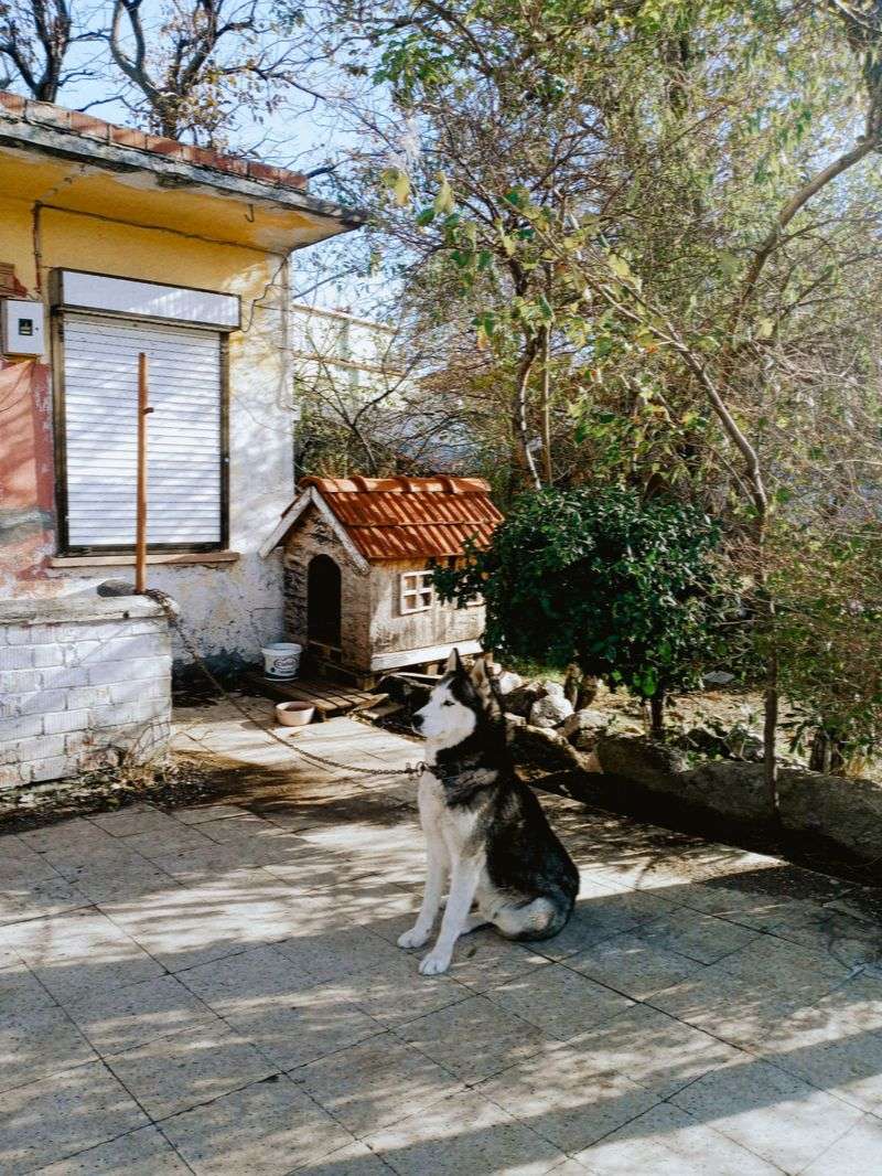 10 dog breeds that thrive when the rules never change - plus 1 that may question who made the rules 13 Siberian Husky - routine tethers the runner