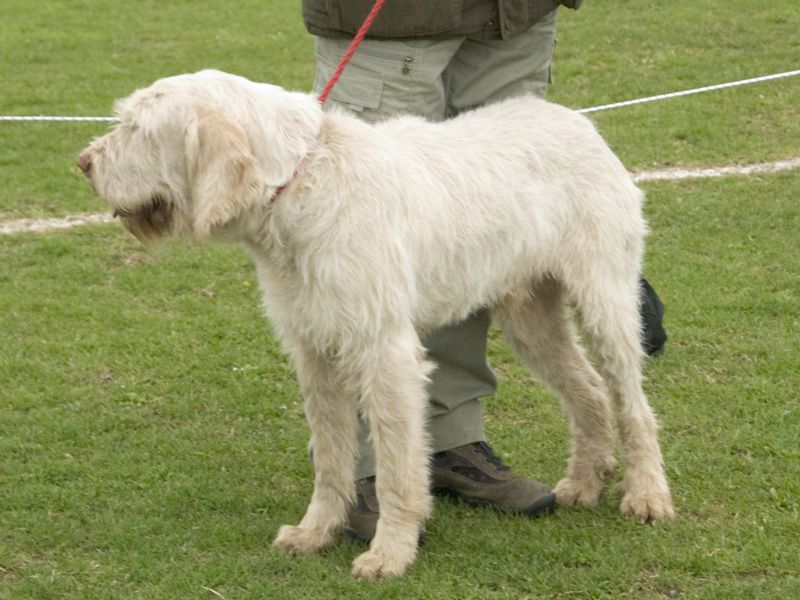 Spinone italiano