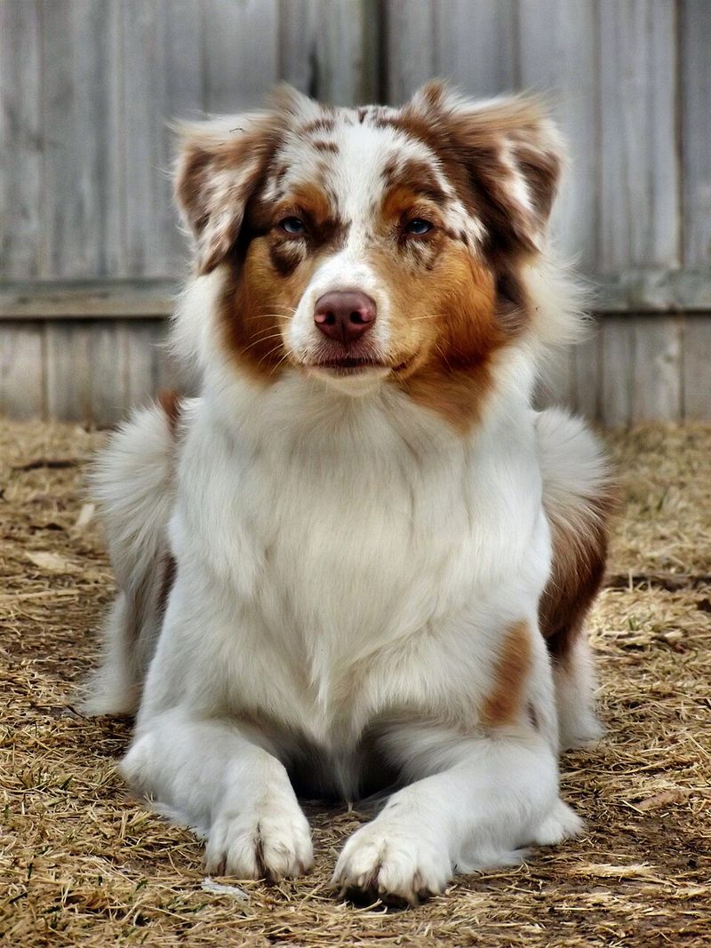These remarkably intuitive dog breeds often sense feelings people try to hide 12 Australian Shepherd