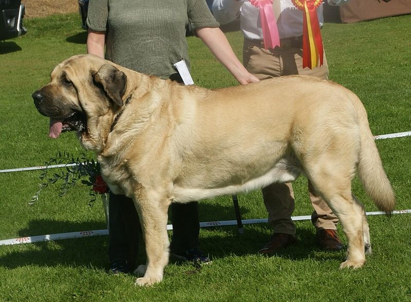 Spanish Mastiff