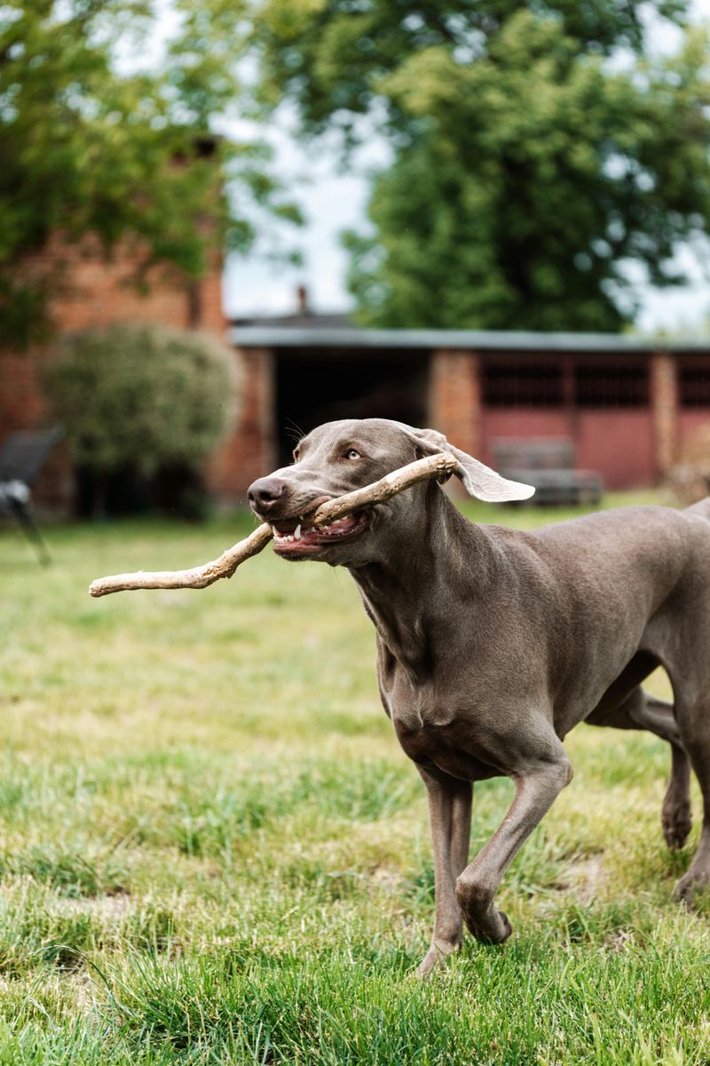 18 dog breeds that make “we’ll figure it out later” a terrible strategy 17 Weimaraner