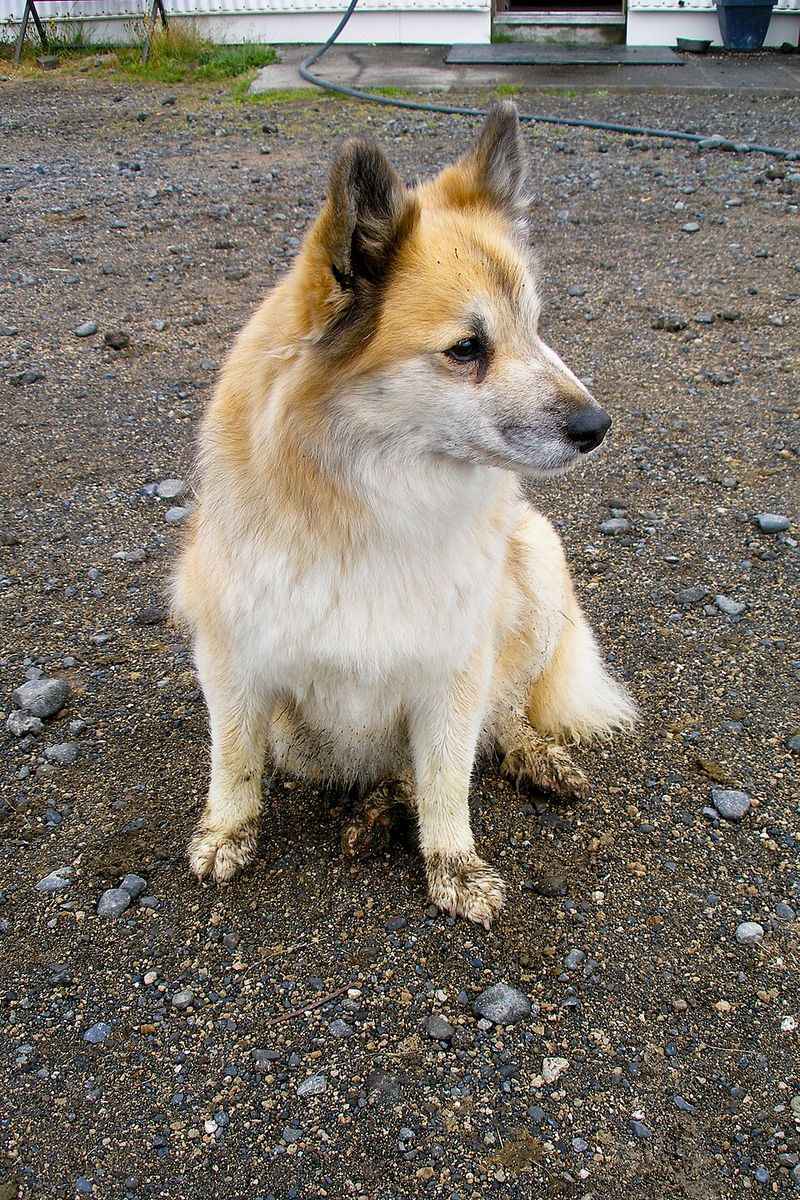 Icelandic Sheepdog