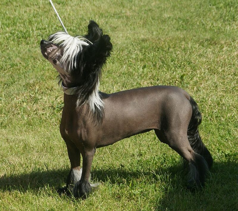 Chinese Crested