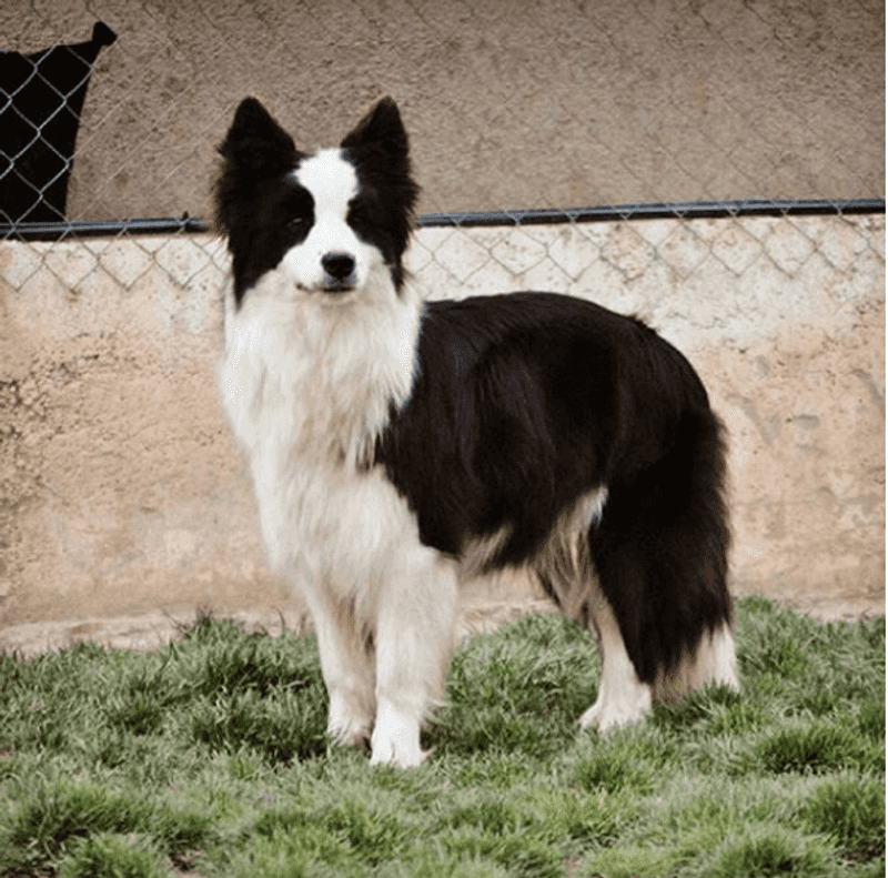 13 extraordinary working dogs that react before commands are even given 4 Border Collie