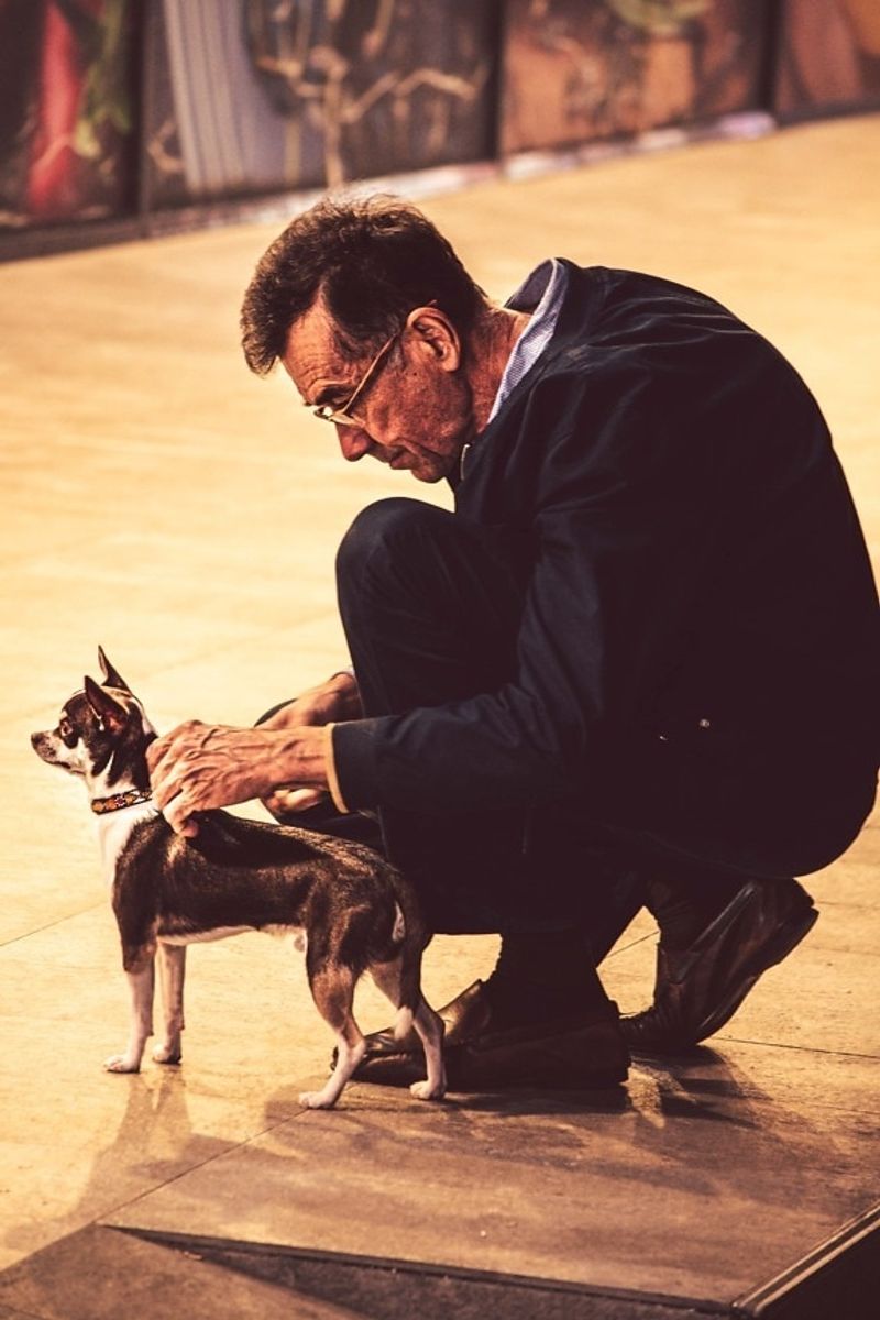 26 Dog Breeds Well-Suited for Seniors and Retirees 11 Boston Terrier