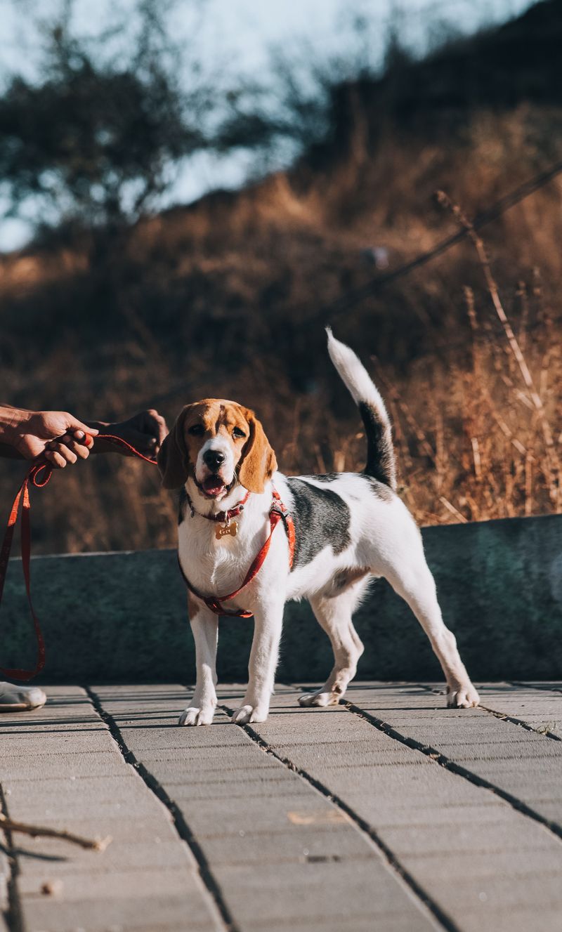 Your lifestyle may matter more than your favorite breed - these dogs show why 6 Beagle