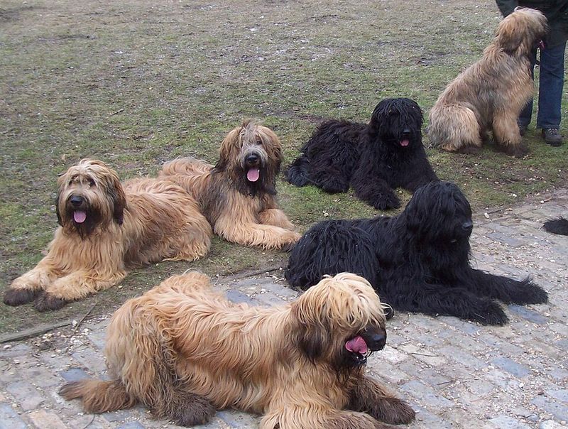 Briard