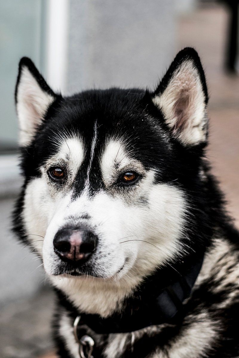 Siberian Husky