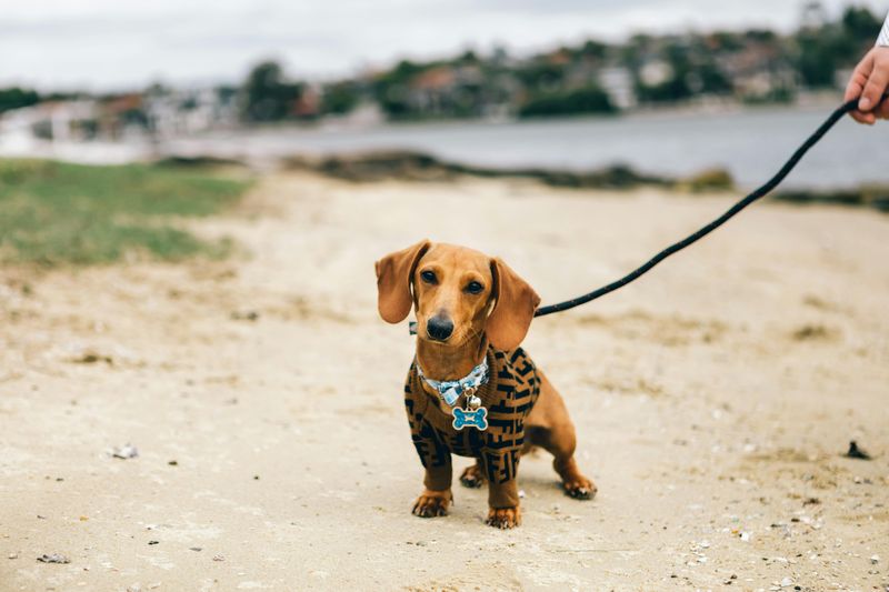 13 top dog breeds you’ll see everywhere in California 9 Dachshund