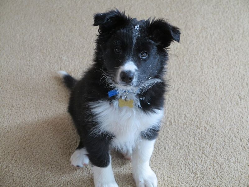 Border Collie