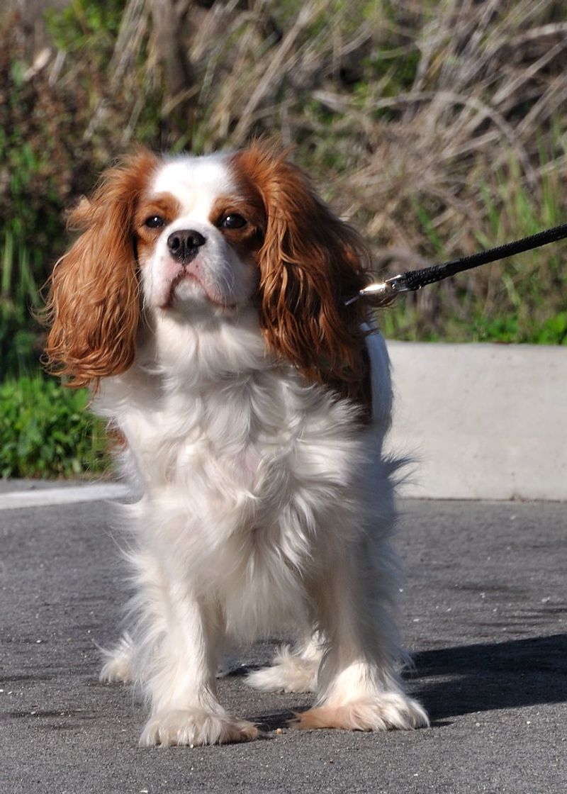 Cavalier King Charles Spaniel