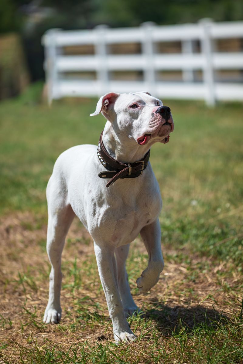 These 13 dogs constantly get mistaken for Pit Bulls - but they're something else entirely 2 American Bulldog