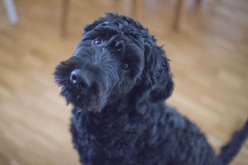 Black Russian Terrier