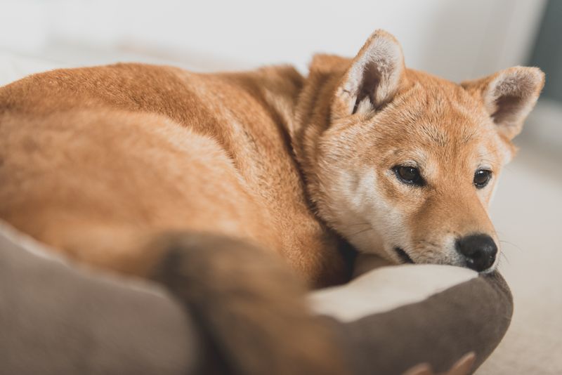 9 Dog Breeds with Foxlike Features and 13 with Wolfish Looks 20 Shikoku
