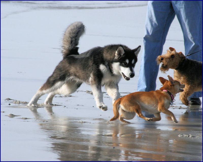 Not every match works - these 11 dog breed pairings can be tough to manage together 2 Siberian Husky + Chihuahua