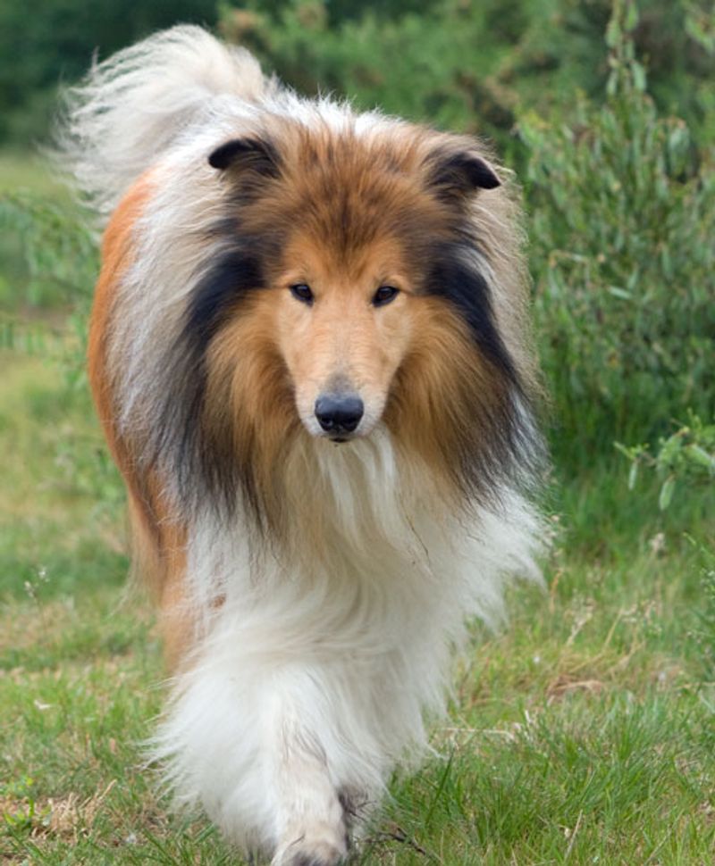 Looking for steady confidence instead of nonstop energy? Start with these dog breeds 9 Rough Collie