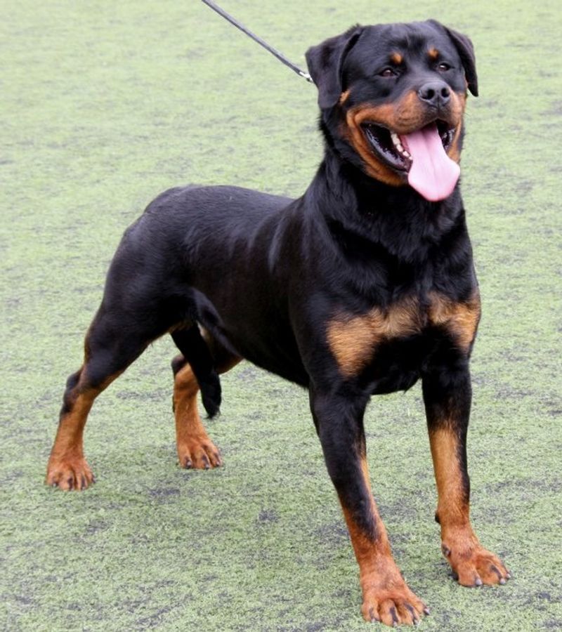 Owners don't need to question where they stand with these remarkably devoted companions 8 Rottweiler