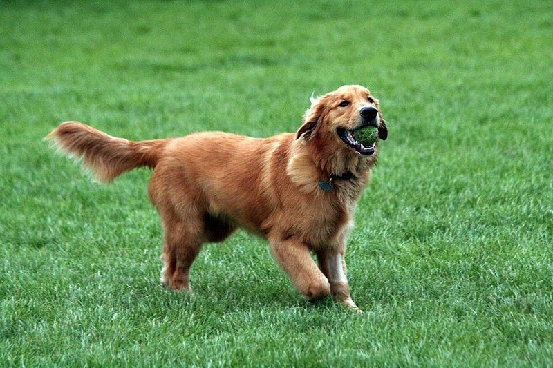22 Large Dog Breeds That Show How Strength and Gentleness Can Coexist 3 Golden Retriever