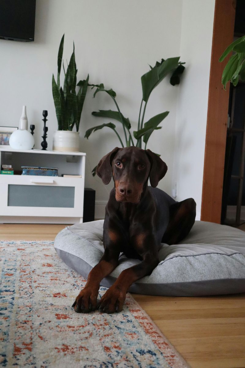 Doberman Pinscher