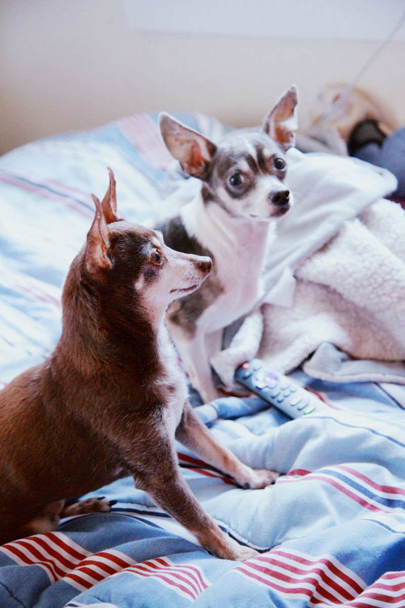 12 breeds perfectly suited to apartments, sidewalks, and urban routines 13 Chihuahua
