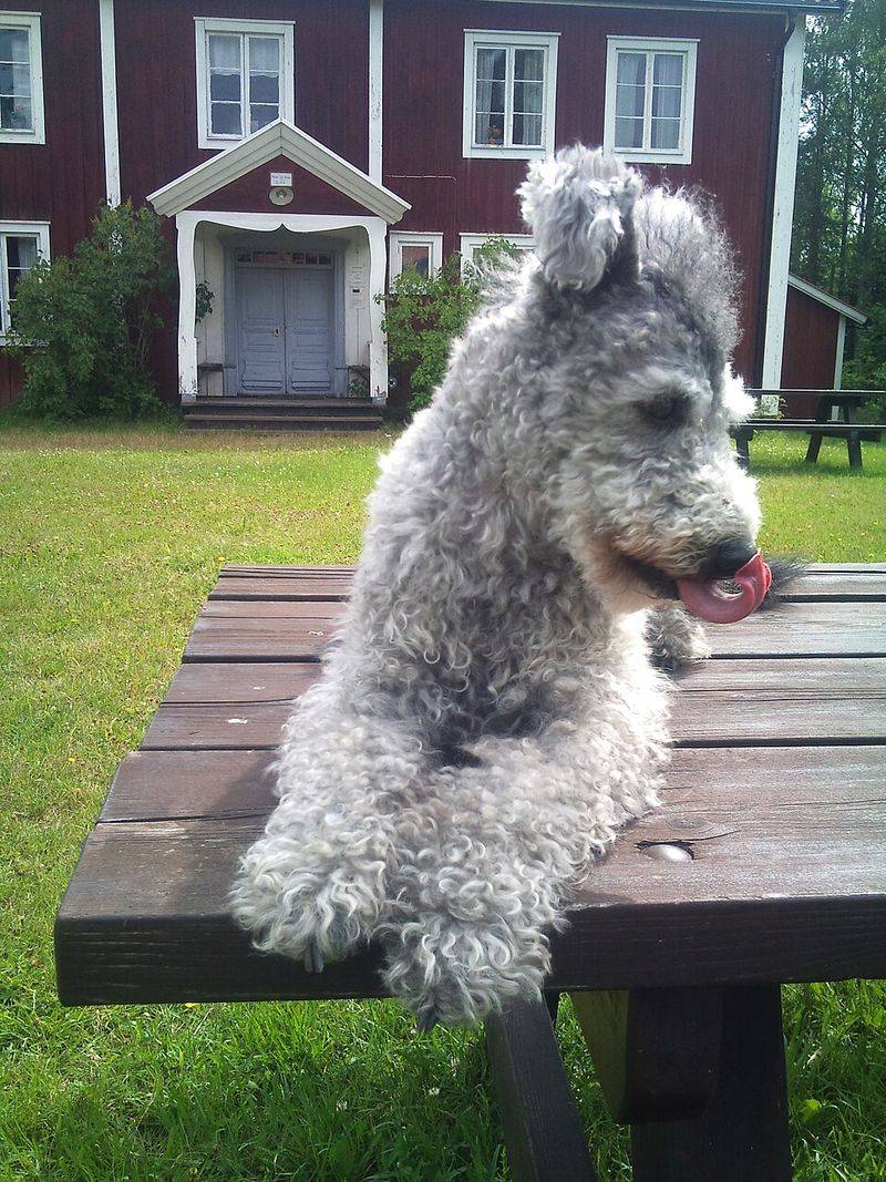19 Rare Dog Breeds Known for Their Confident and Independent Nature 16 Pumi